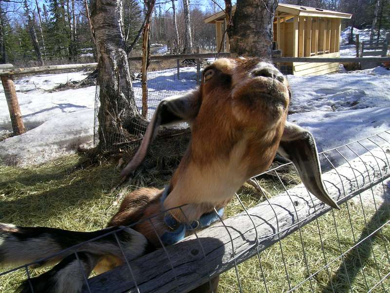 goat, nubian doe in alaska