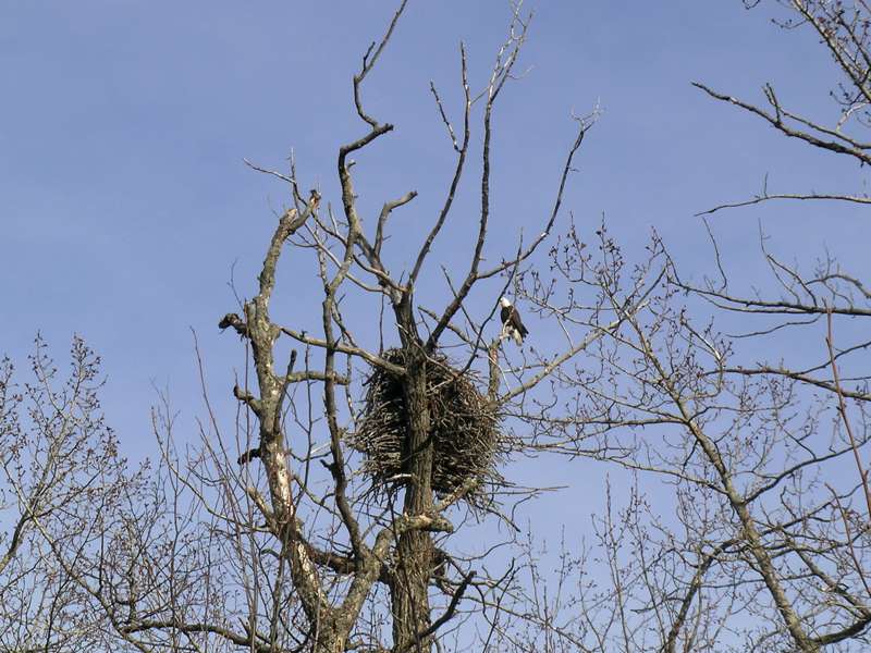 alaska bald eagle nesting