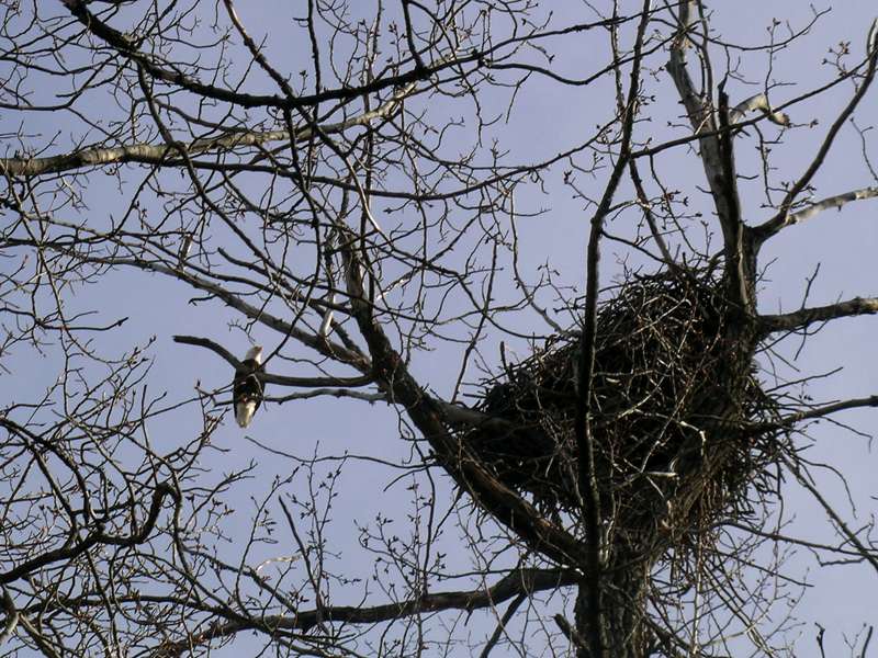 bald eagle nest