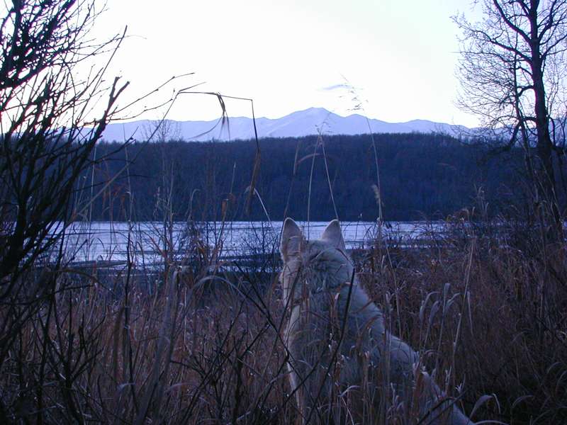 alaska sunset over matanuska river