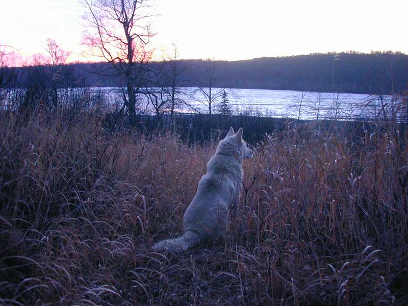 spring sunset alaska nature