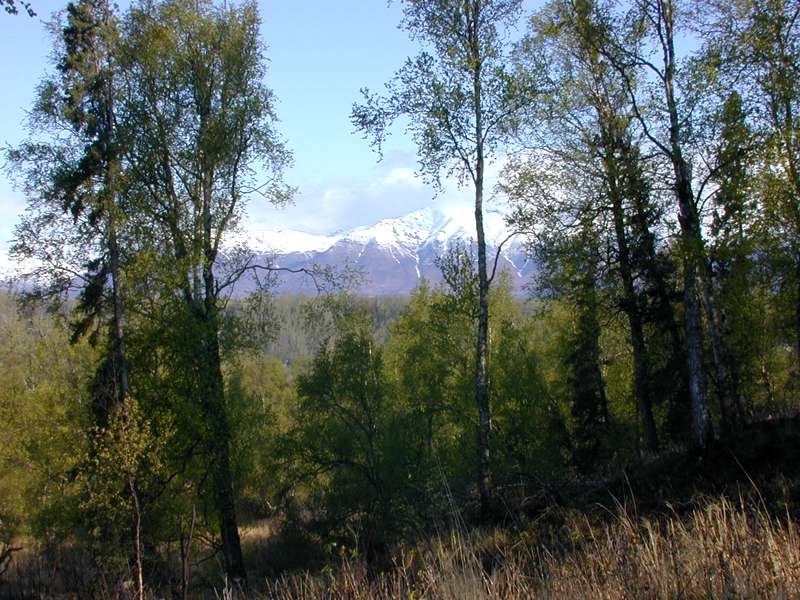 unusually late spring snows in alaska