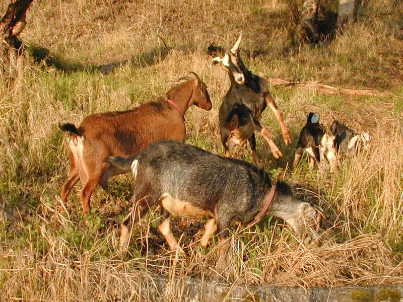 nubian goats playing in the spring