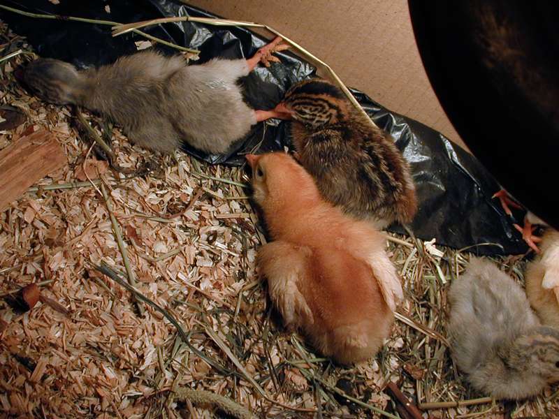 spring chicks and baby guinies