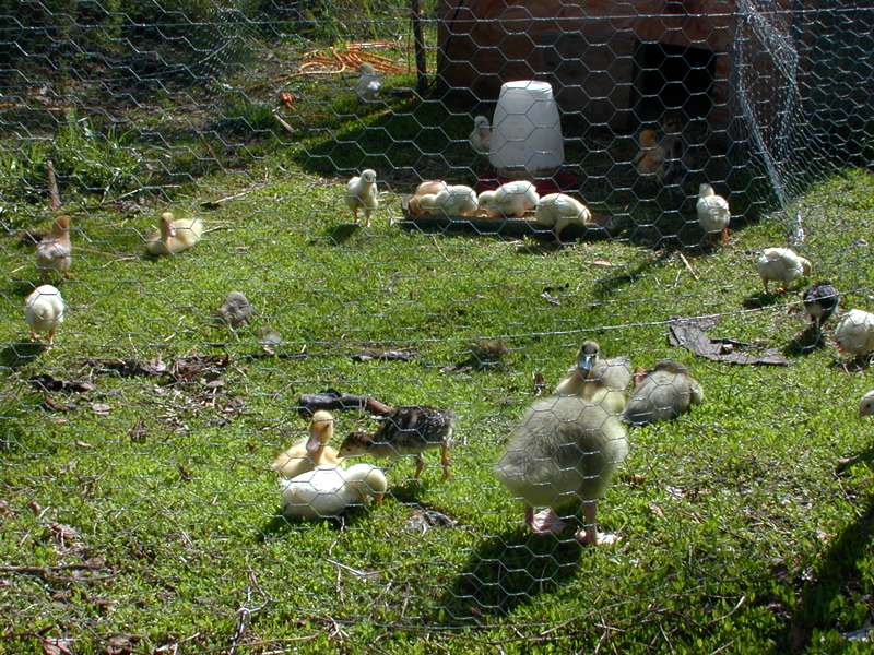 Baby ducks, geese, chicks, and guineas.