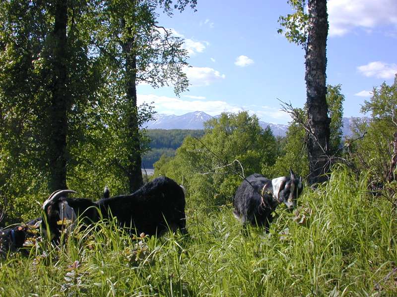 nubian does and goats in spring pasture