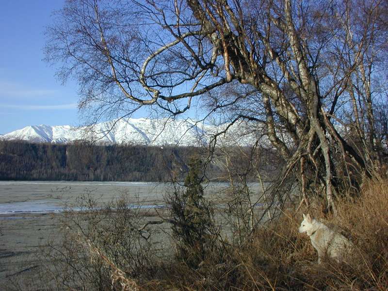 Wolf looking over river