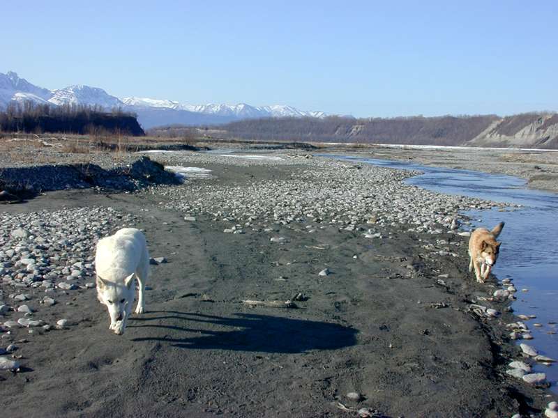 wolf by alaska river